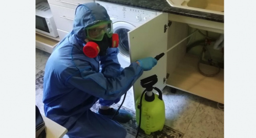 Уничтожение муравьев в квартире. Павловск