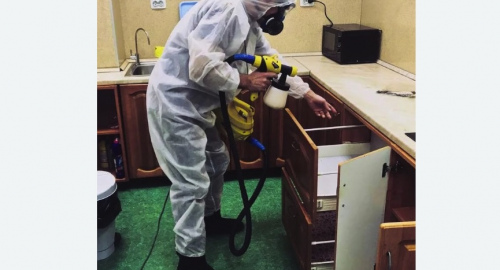 Дезинсекция квартиры. Павловск