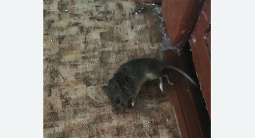 Дезинфекция от мышей в Павловске