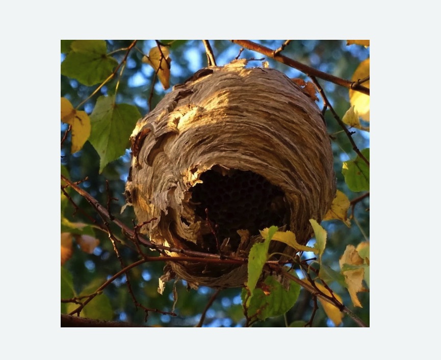 Обработка от шершней в Павловске