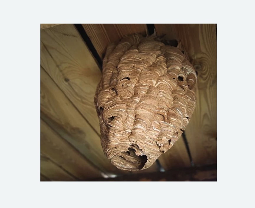 обработка от шершней в Павловске