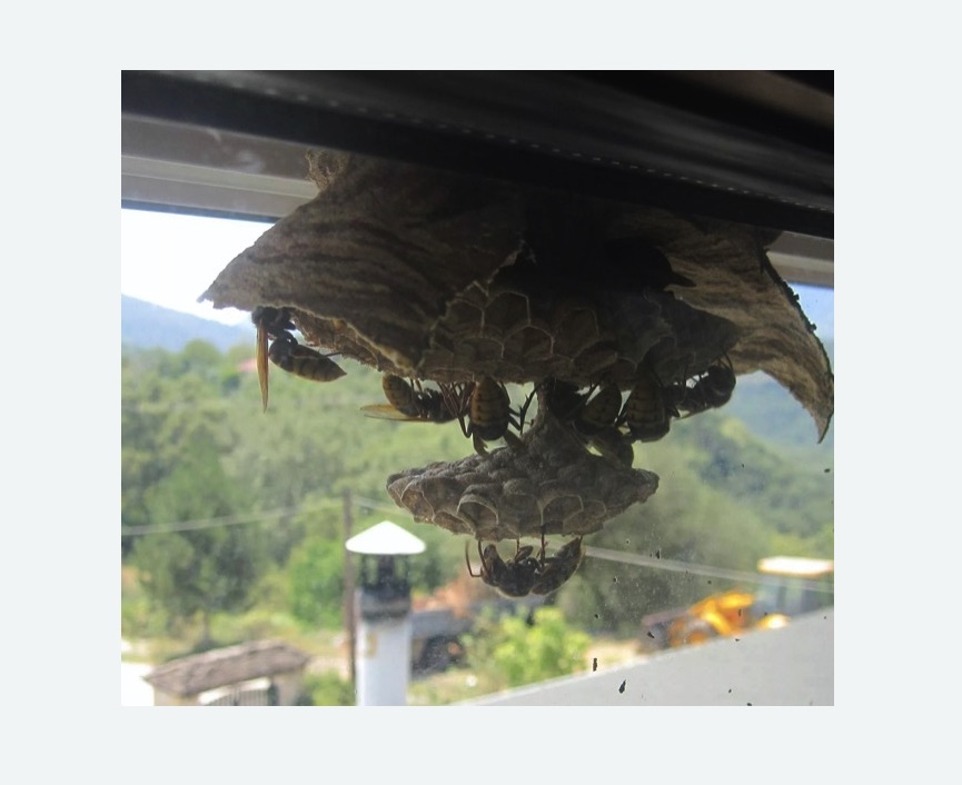 Уничтожение гнёзд шершней в Павловске