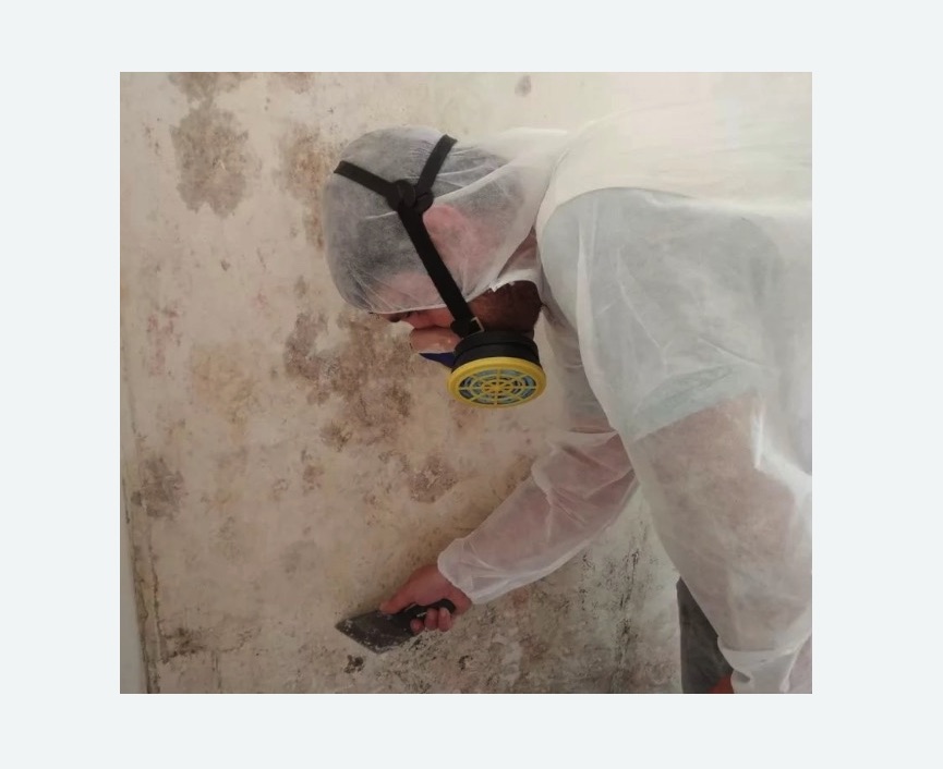 Обработка стен от плесени в Павловске