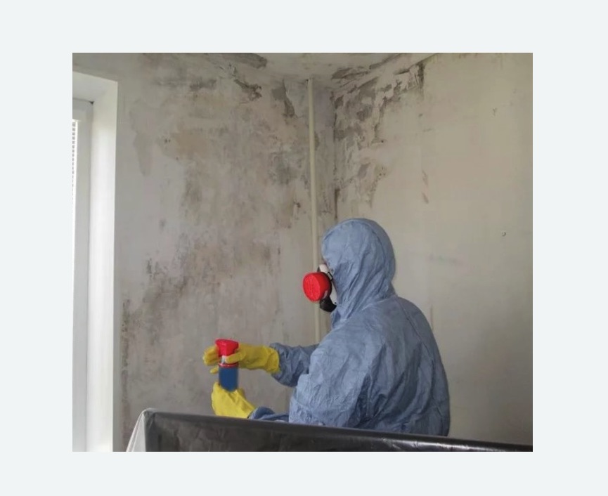 Удаление плесени в квартире в Павловске