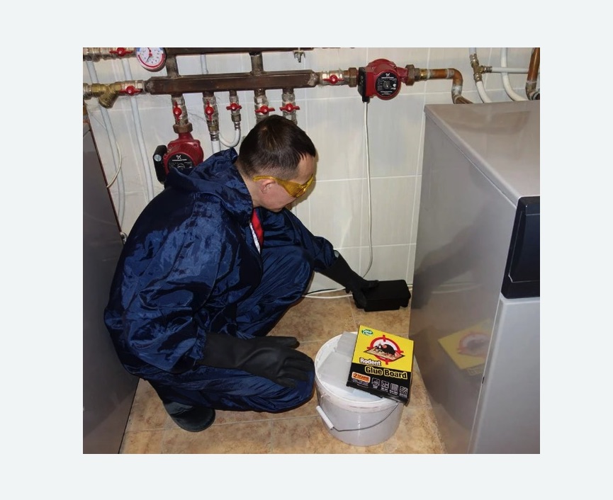 Уничтожение крыс в Павловске