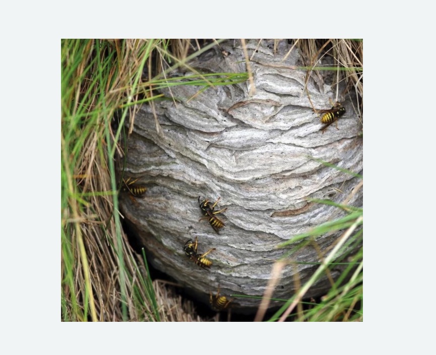 Уничтожение ос и ульев в Павловске